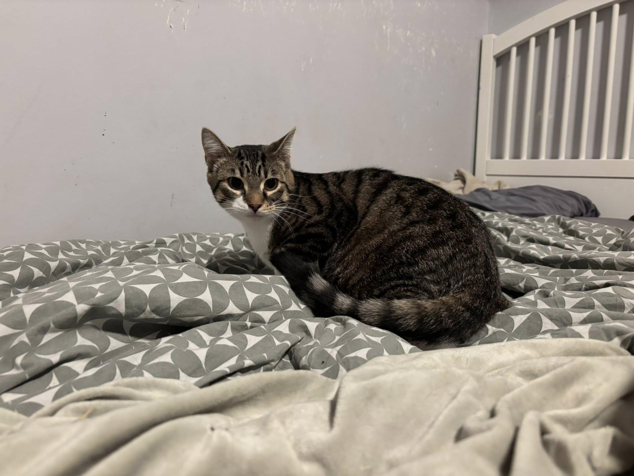 Enlarge Tate, a ADOPTABLE Domestic Short Hair in Spencerville, ON image 2/5