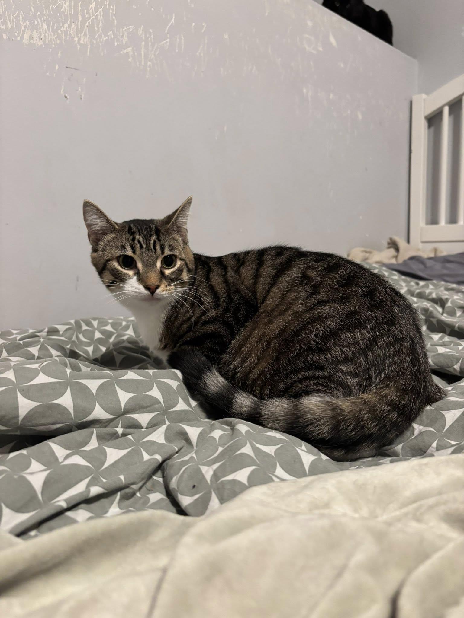 Enlarge Tate, a ADOPTABLE Domestic Short Hair in Spencerville, ON image 4/5