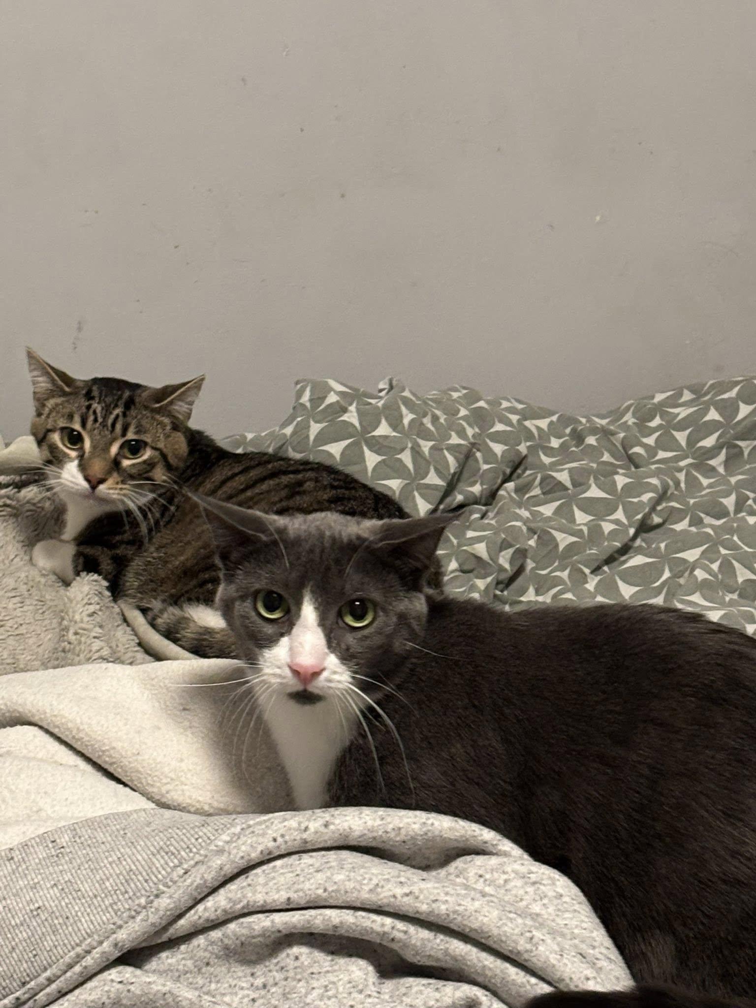 Enlarge Tate, a ADOPTABLE Domestic Short Hair in Spencerville, ON image 3/5