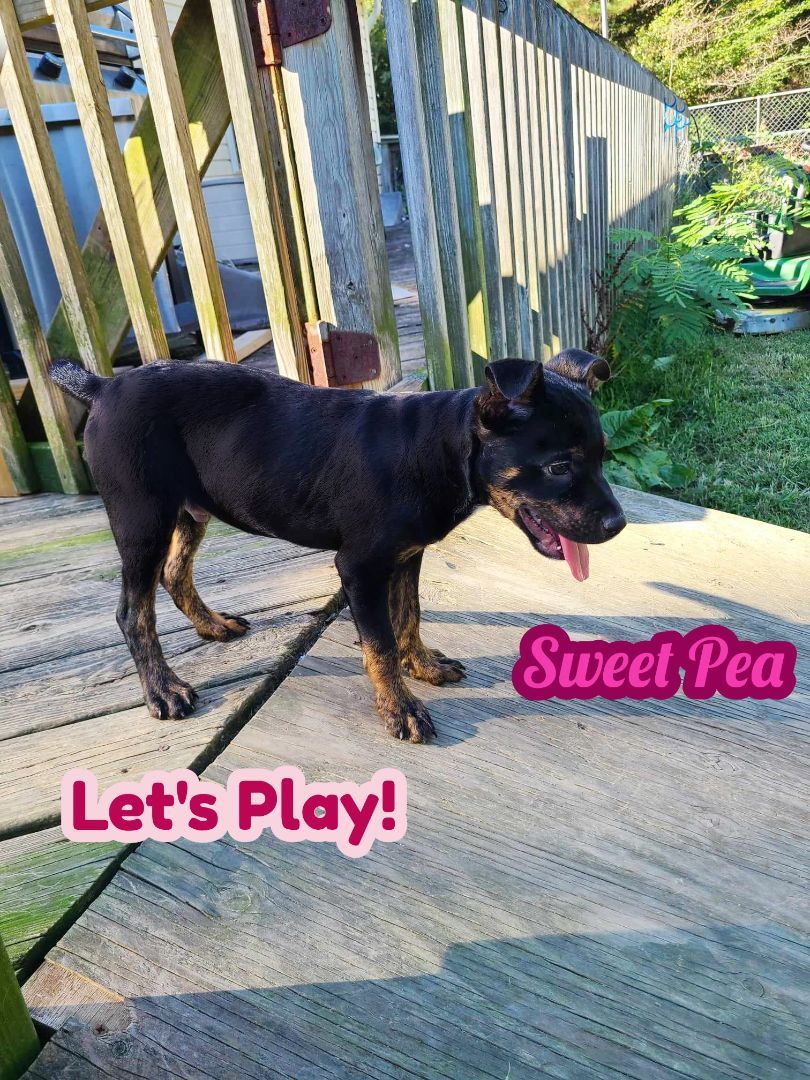 Sweet Pea , Adopted, Puppy Female Terrier.