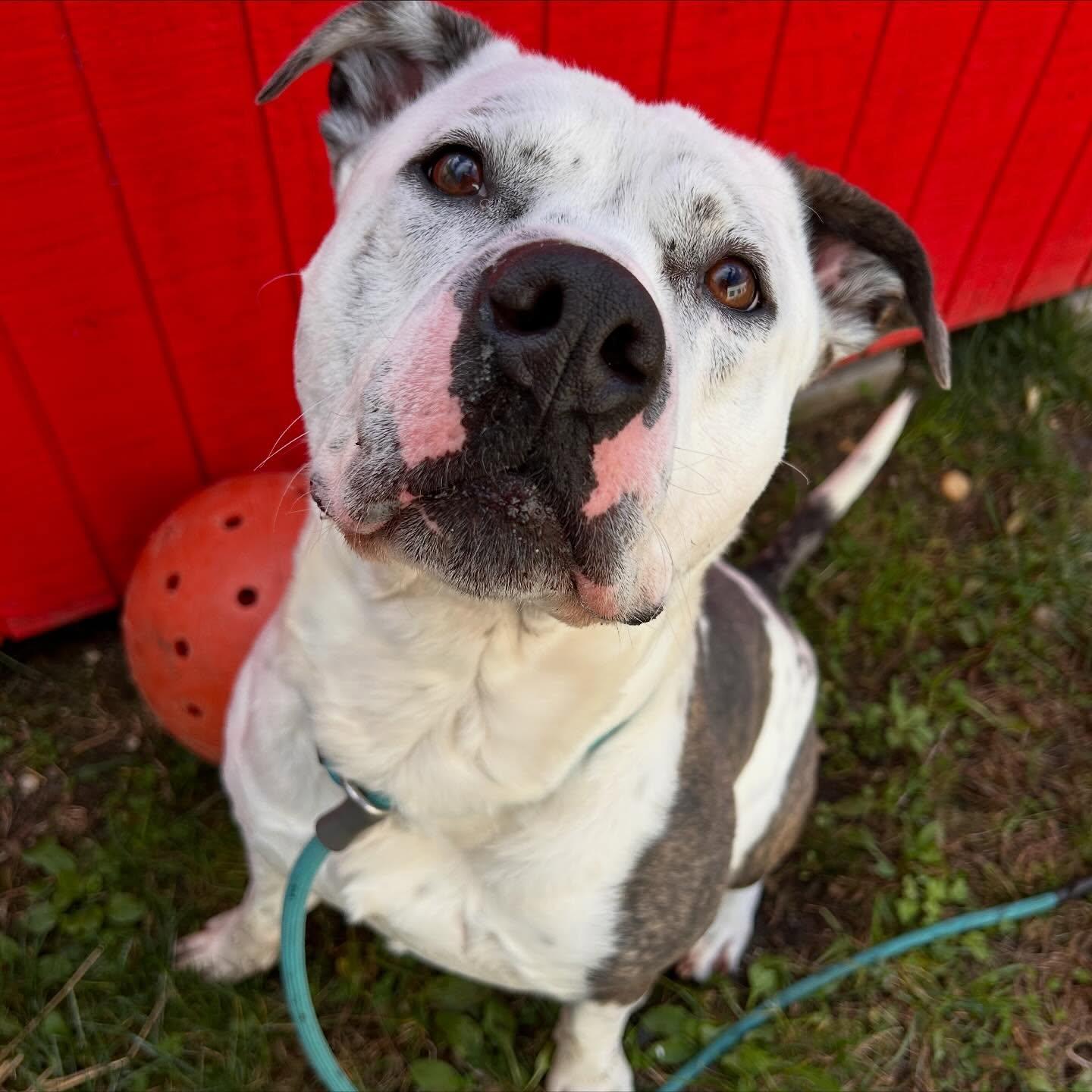 Spot Tag #1572, Adoptable, Young Male Hound & Pit Bull Terrier.