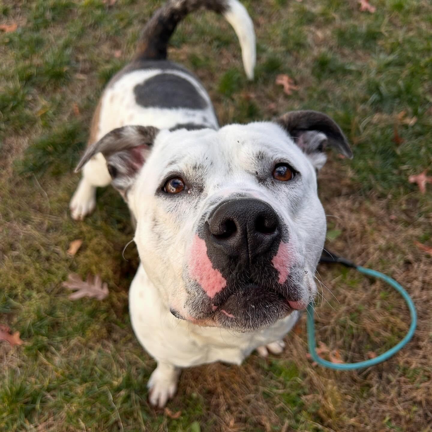 Enlarge Spot Tag #1572, a Adoptable mixed breed in Central Islip, NY image 2/2