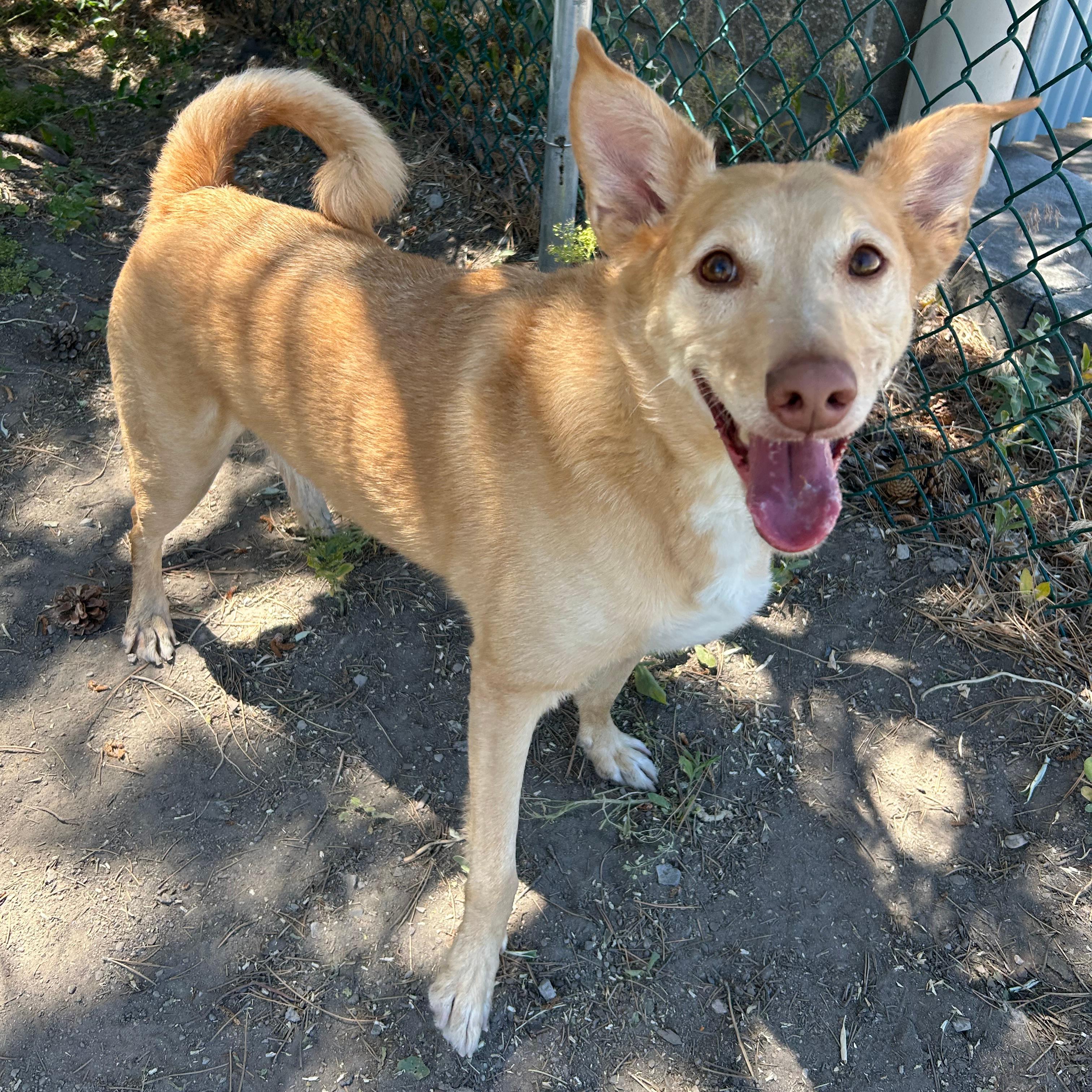 Enlarge Aries, a ADOPTABLE mixed breed in Lindon, UT image 1/6