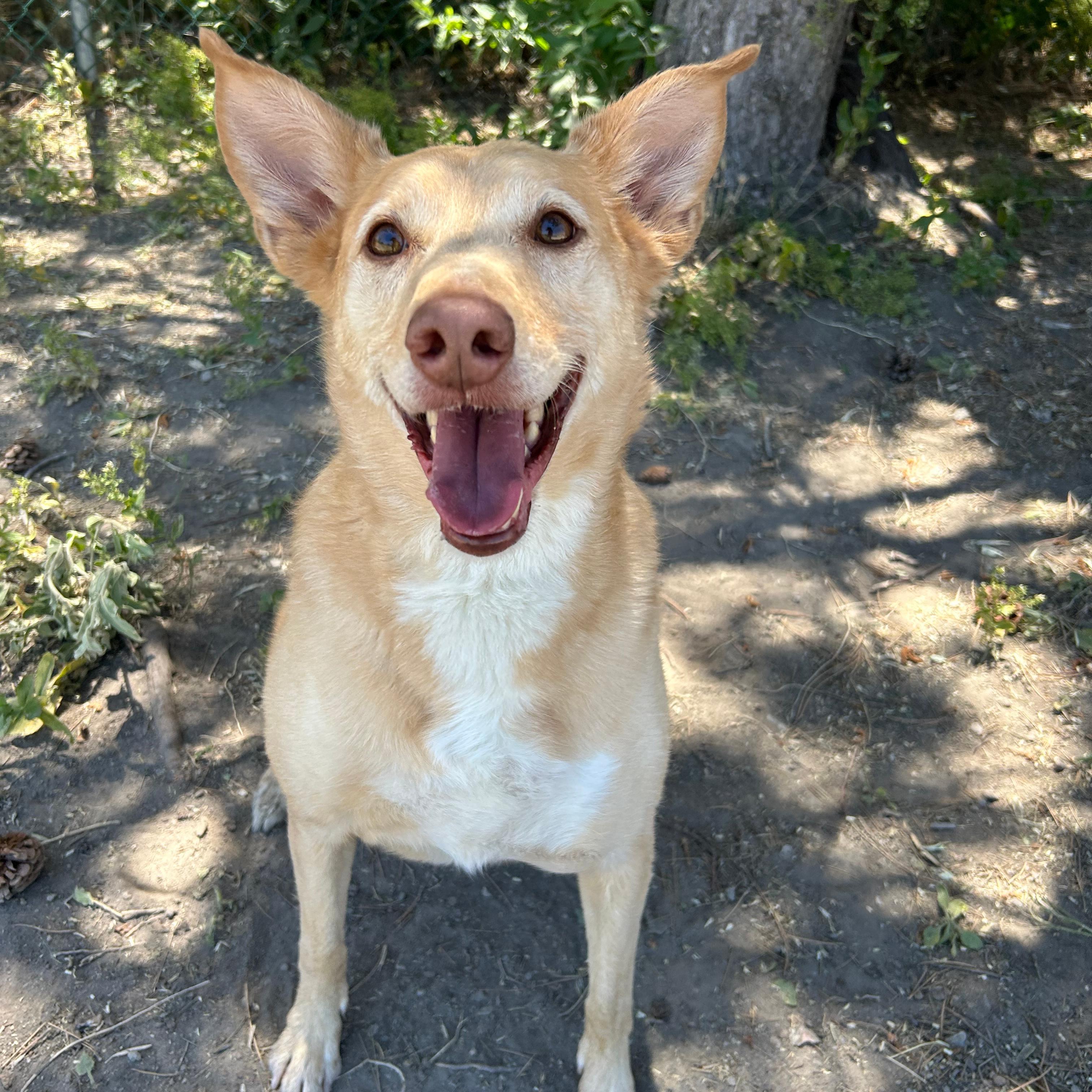 Enlarge Aries, a ADOPTABLE mixed breed in Lindon, UT image 5/6