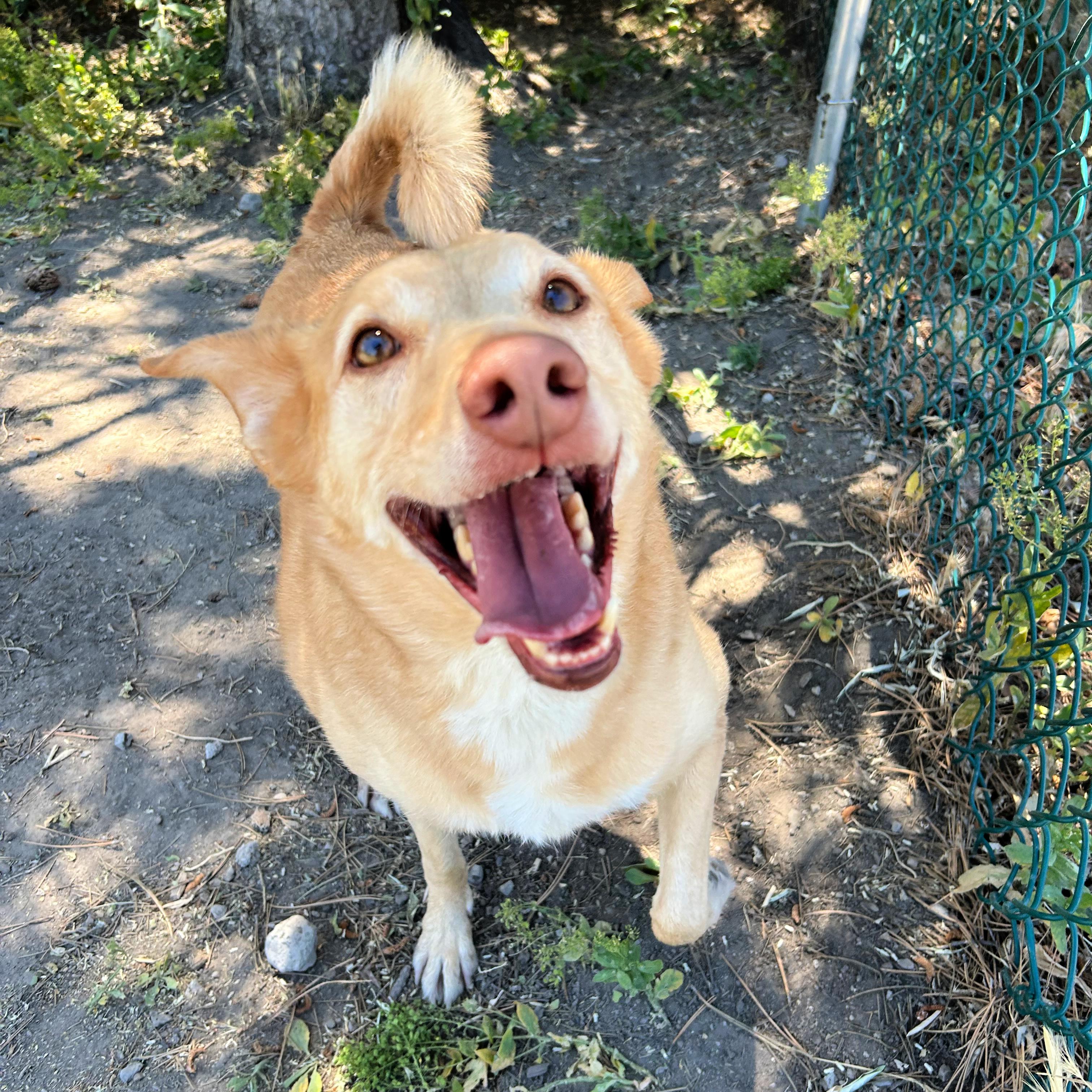 Enlarge Aries, a ADOPTABLE mixed breed in Lindon, UT image 2/6