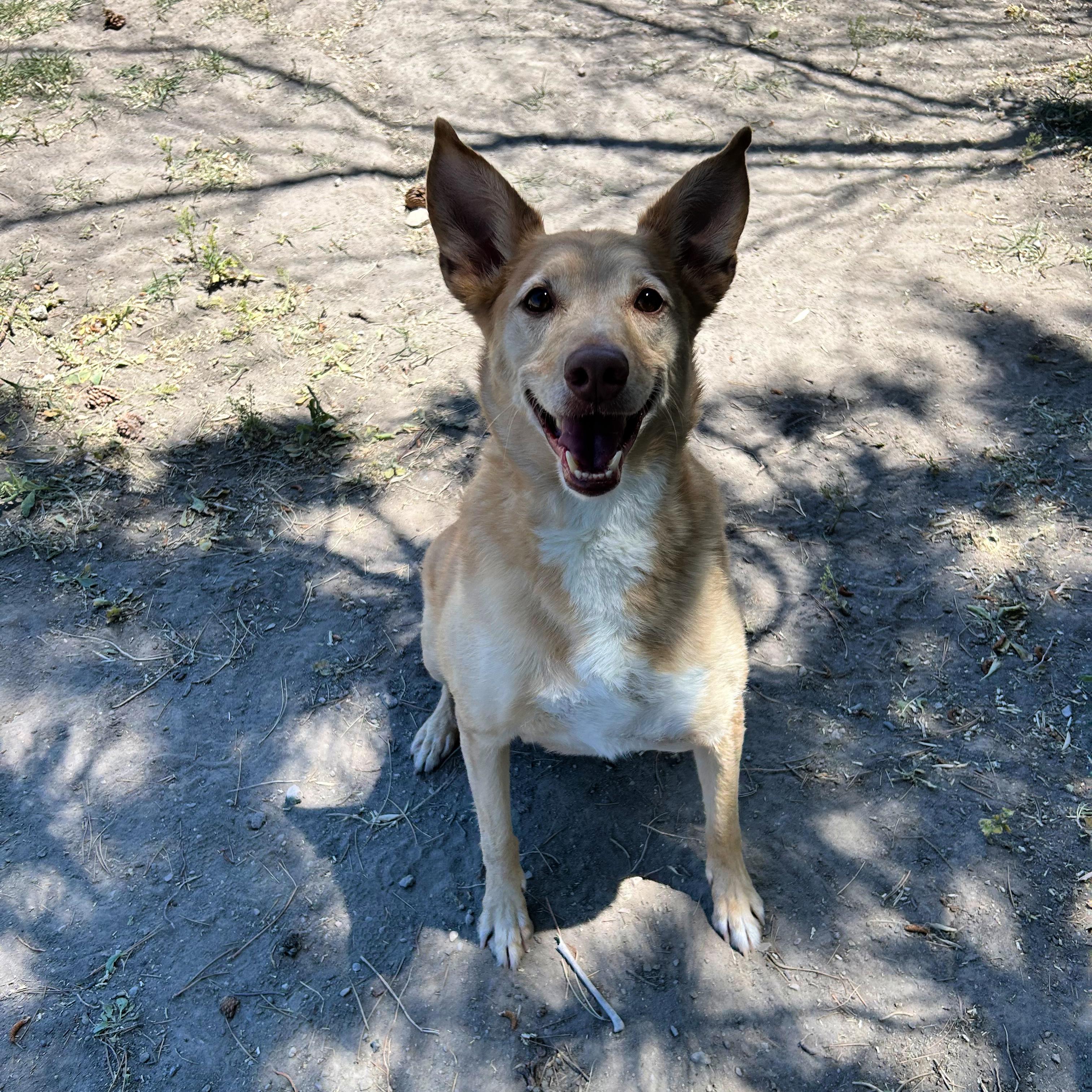 Enlarge Aries, a ADOPTABLE mixed breed in Lindon, UT image 4/6