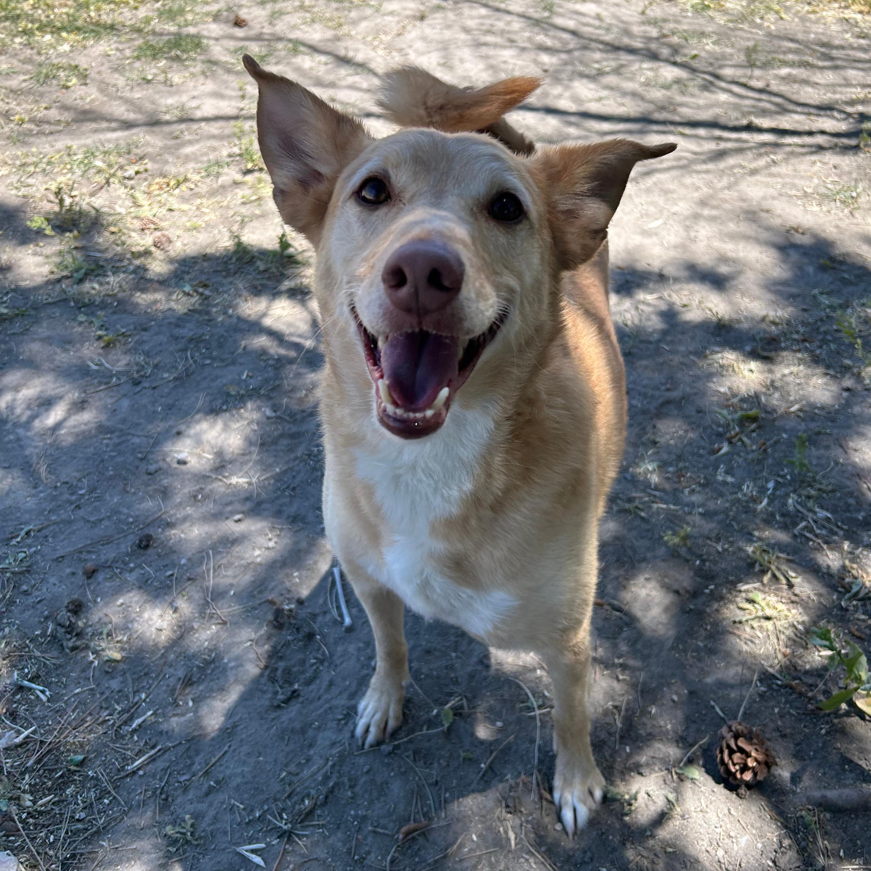 Enlarge Aries, a ADOPTABLE mixed breed in Lindon, UT image 6/6