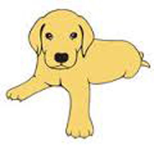 PUPPY FOSTER WANTED! photo 3