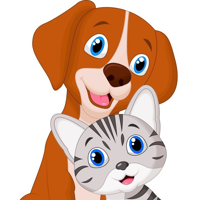 Enlarge Adoptions Monday to Saturday 10am to 5pm, a Adoptable American Shorthair in Mississauga, ON image 1/1