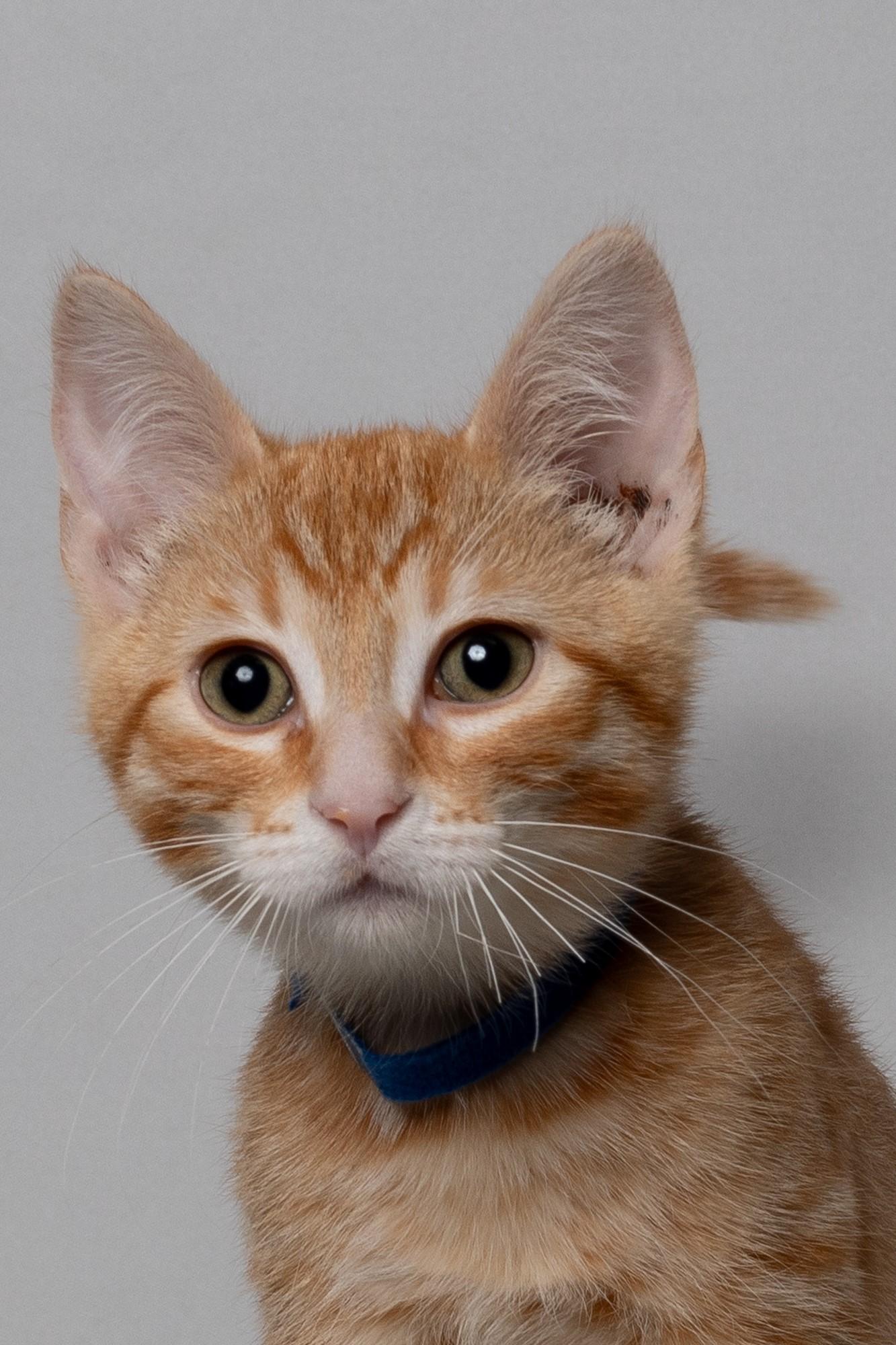 Gameboy, adopted, Kitten Male Domestic Short Hair.