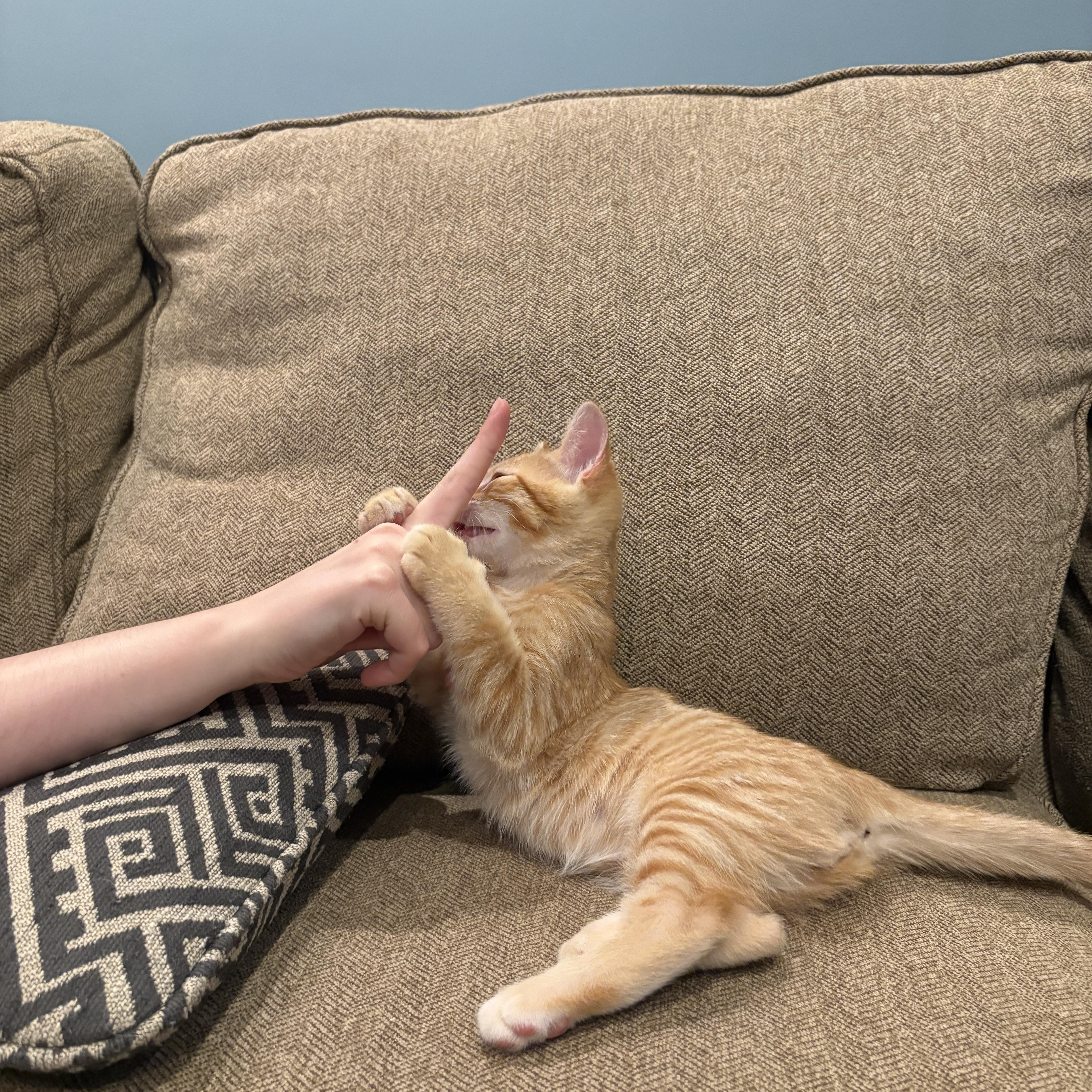 Gameboy, an adopted Domestic Short Hair in Farmington, MN image 2/3