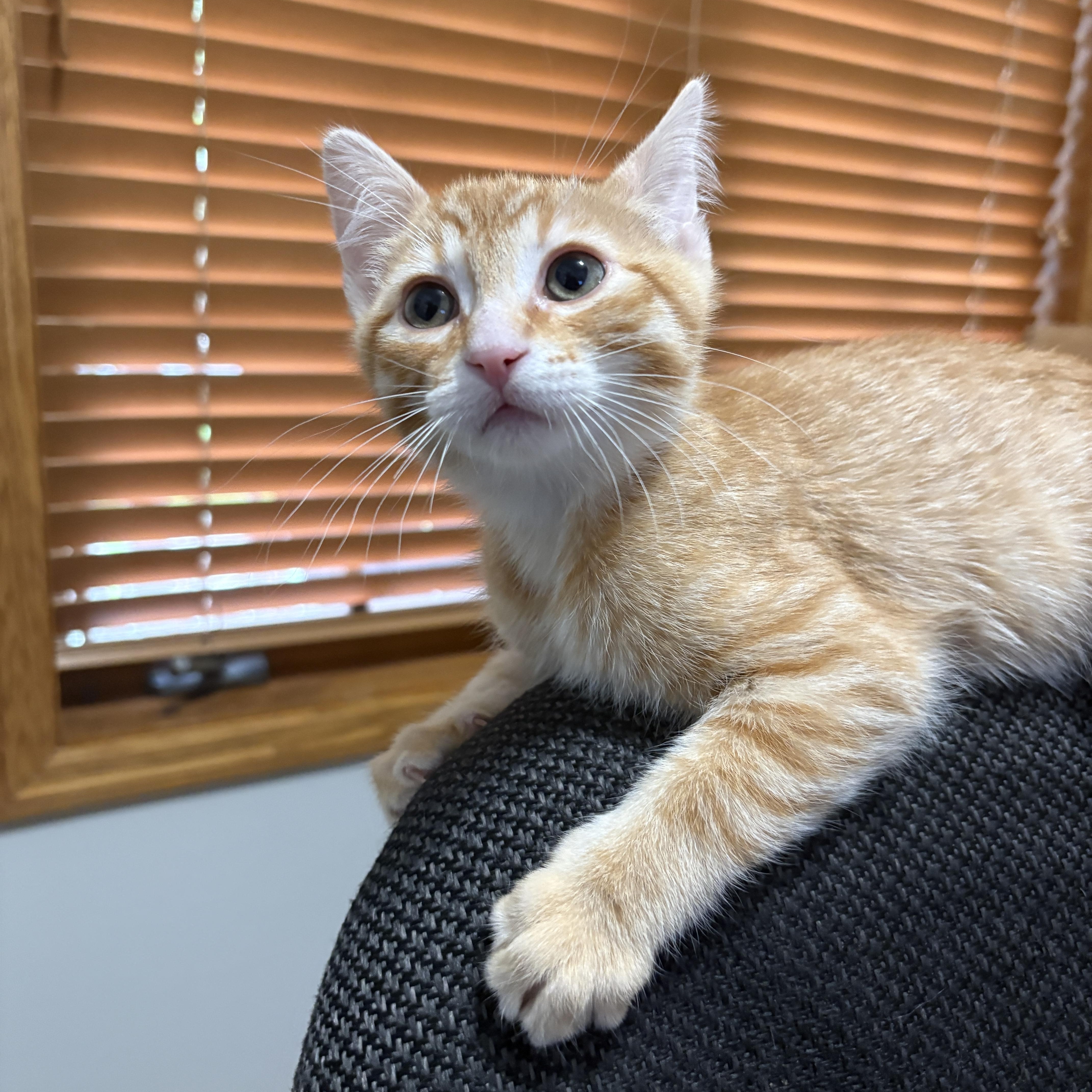 Gameboy, an adopted Domestic Short Hair in Farmington, MN image 3/3