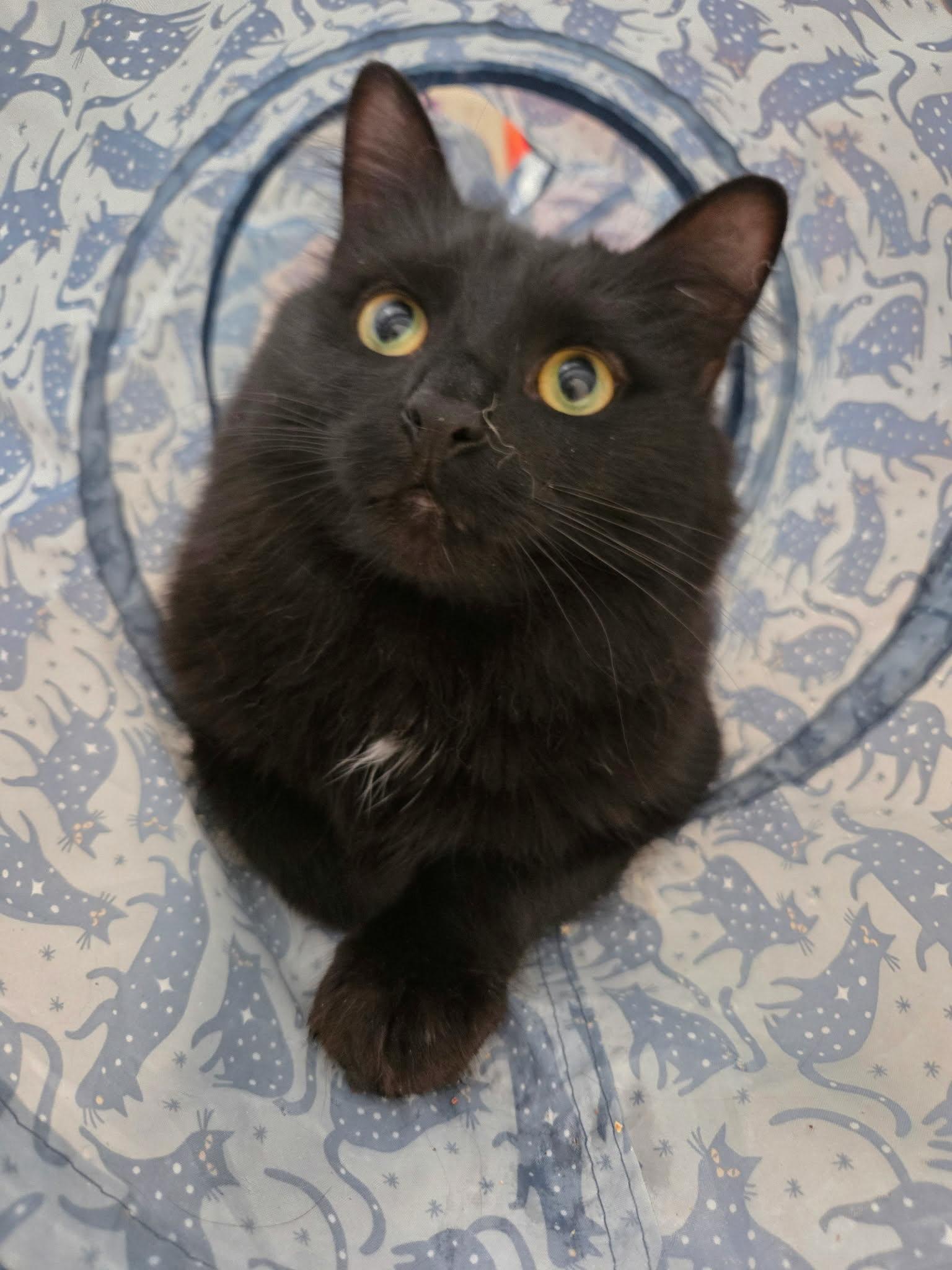 Enlarge Velvet, a Adoptable Domestic Long Hair in Burlington, NC image 1/5