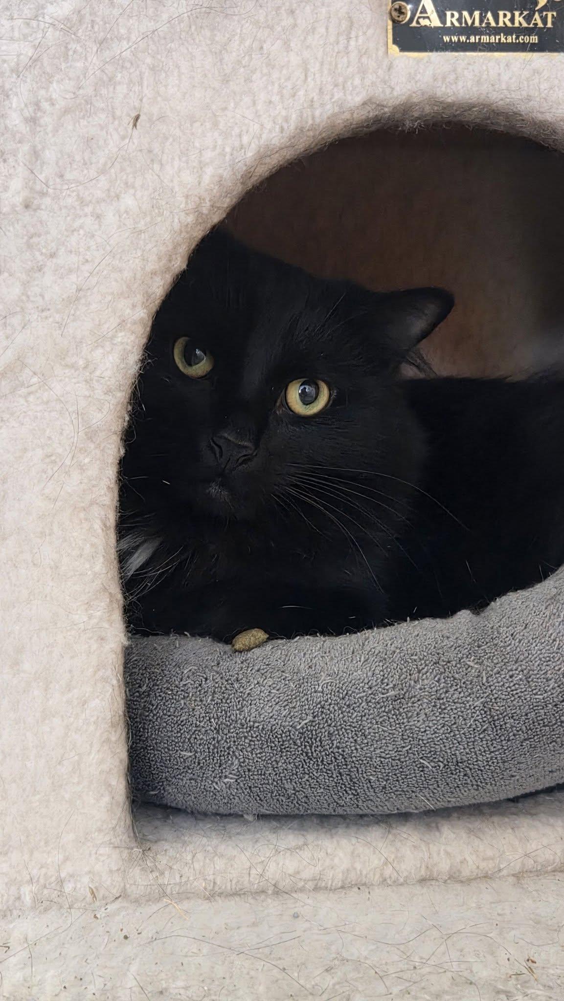 Enlarge Velvet, a Adoptable Domestic Long Hair in Burlington, NC image 4/5