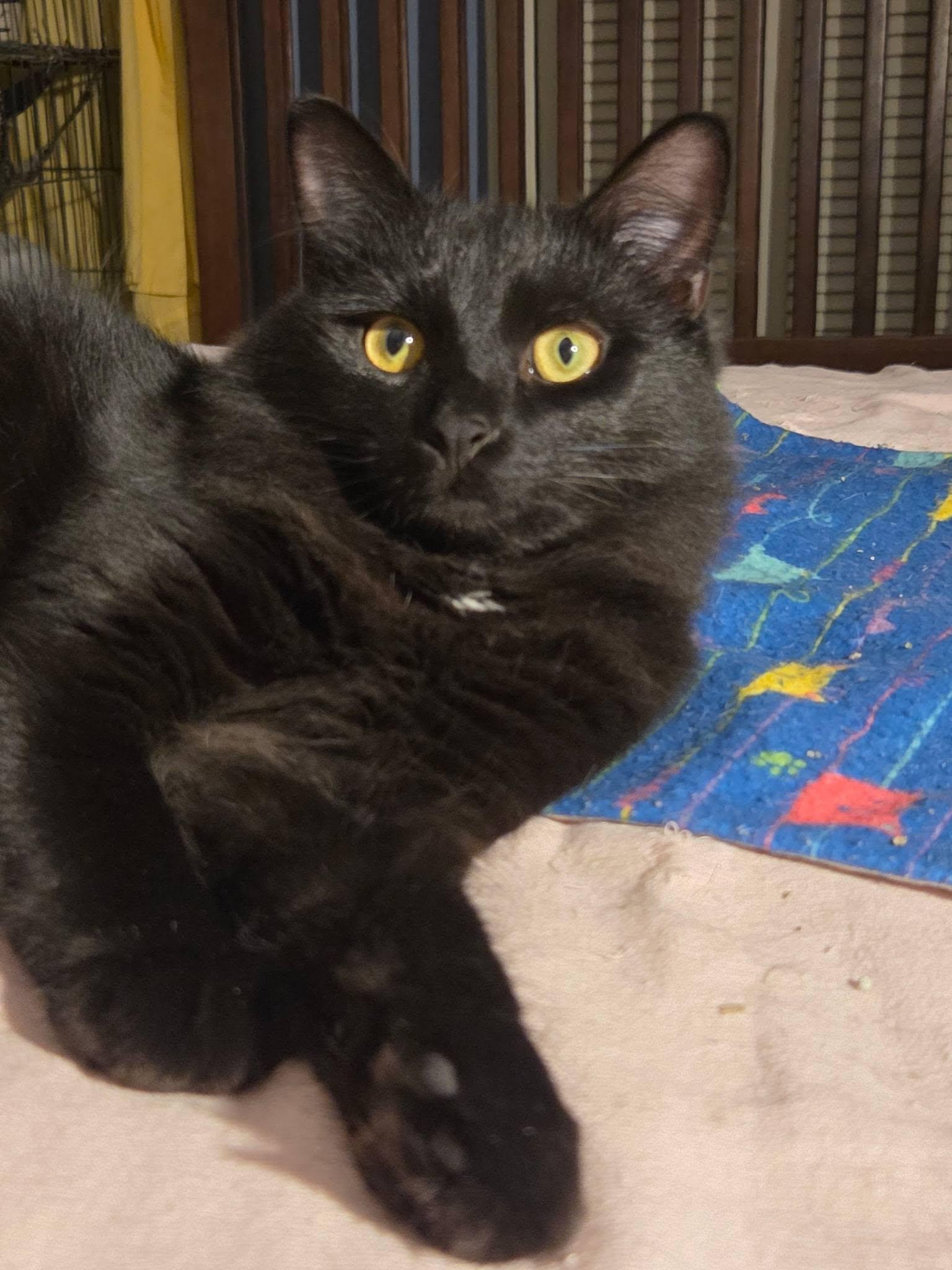 Enlarge Velvet, a Adoptable Domestic Long Hair in Burlington, NC image 2/5