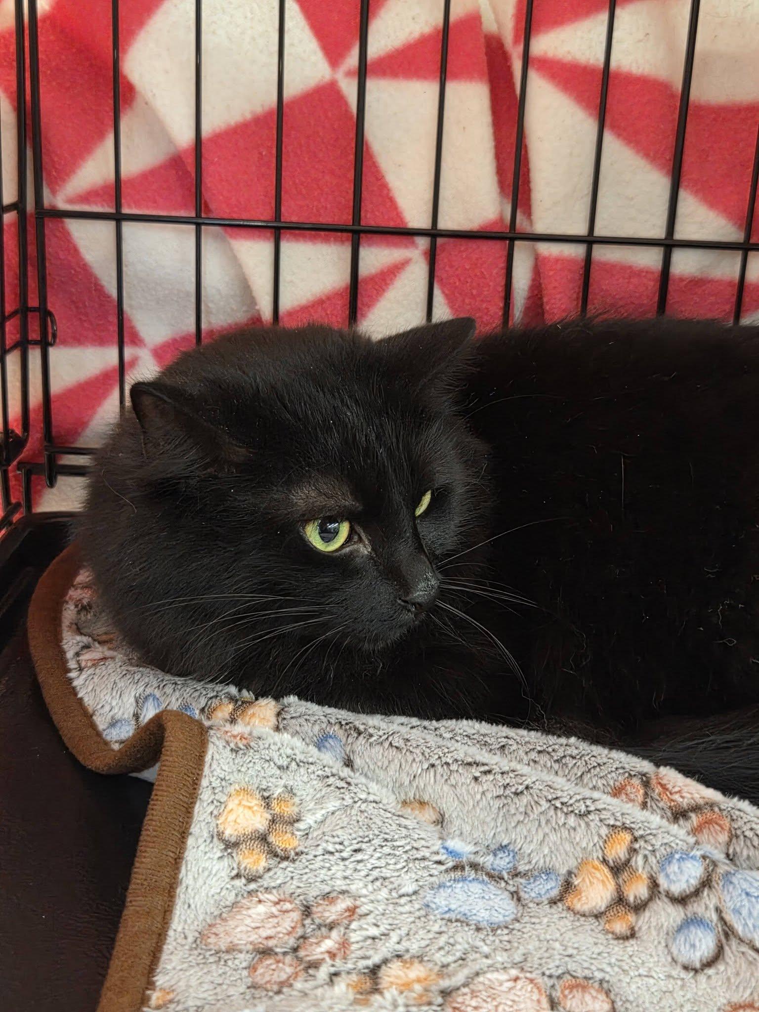 Enlarge Velvet, a Adoptable Domestic Long Hair in Burlington, NC image 3/5