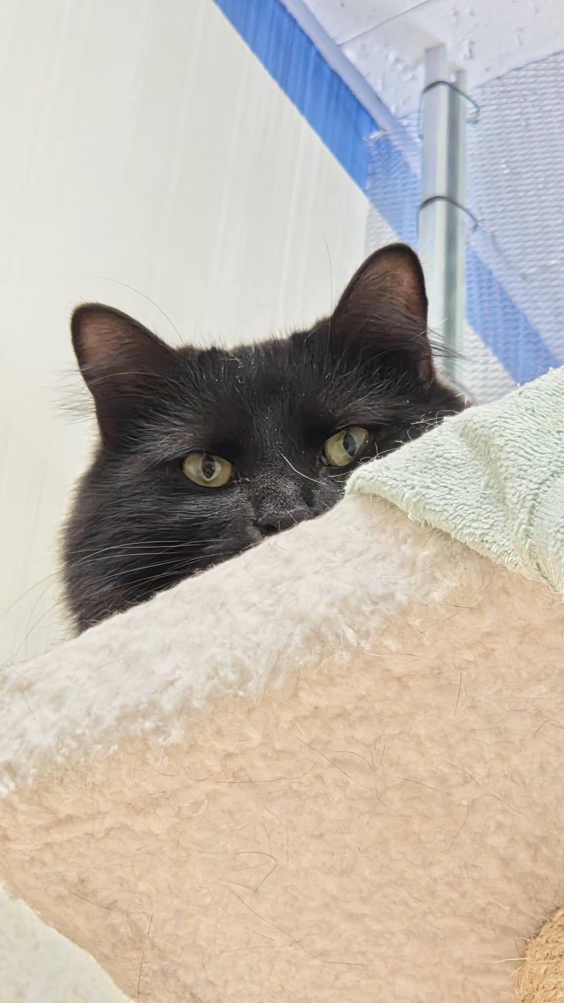 Enlarge Velvet, a Adoptable Domestic Long Hair in Burlington, NC image 5/5