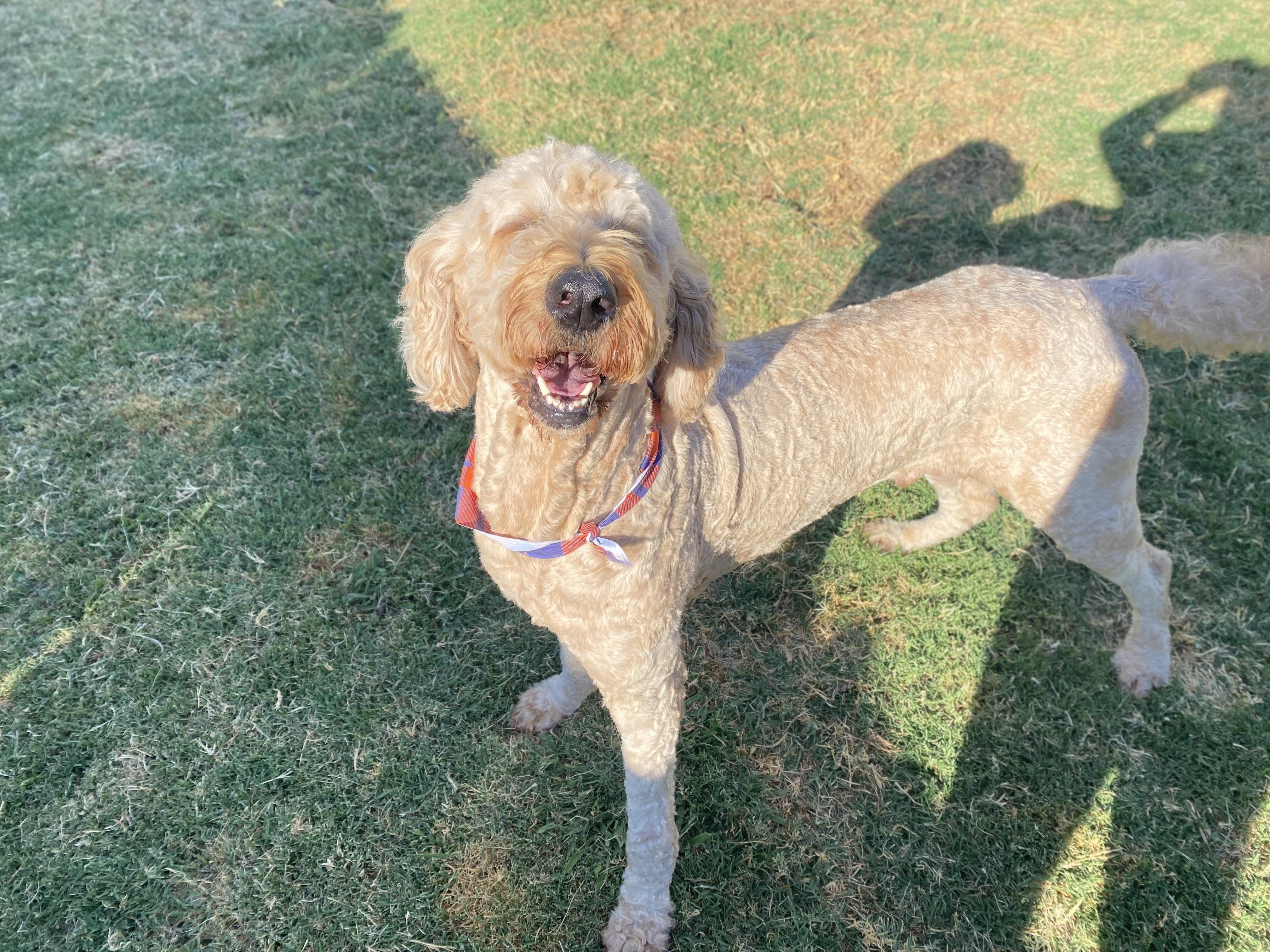 Enlarge Jax, a Adopted mixed breed in Edmond, OK image 3/4