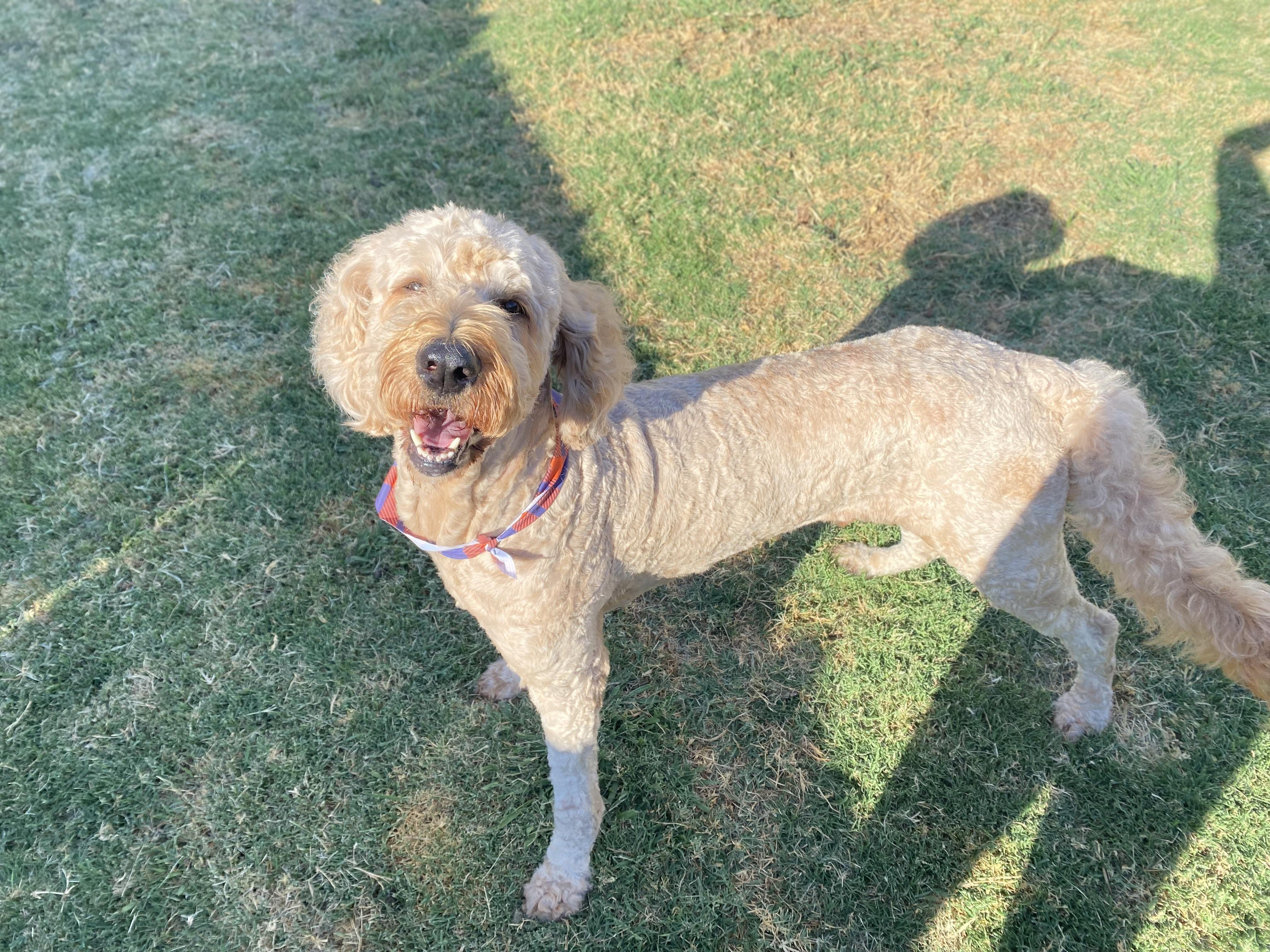 Jax, Adopted, Adult Male Goldendoodle.