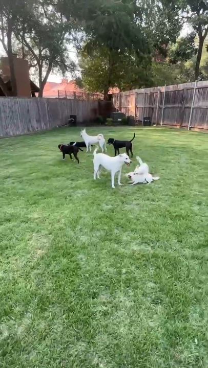 Enlarge Elsie, a Adoptable mixed breed in Olympia, WA video 2/6