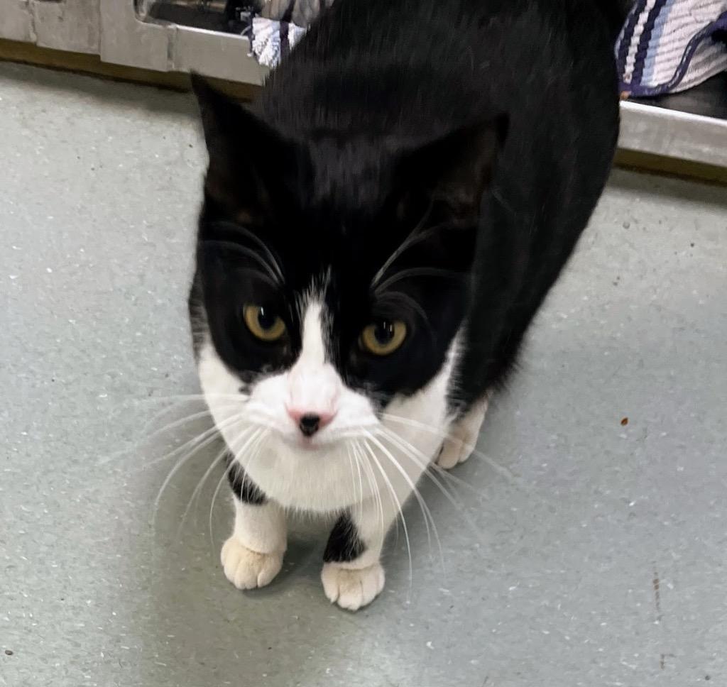 Mochi, Adoptable, Adult Female Domestic Short Hair.