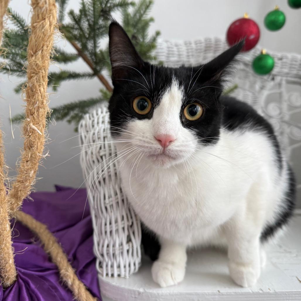 Maybe Mabel 55659, Adoptable, Young Female Domestic Short Hair.