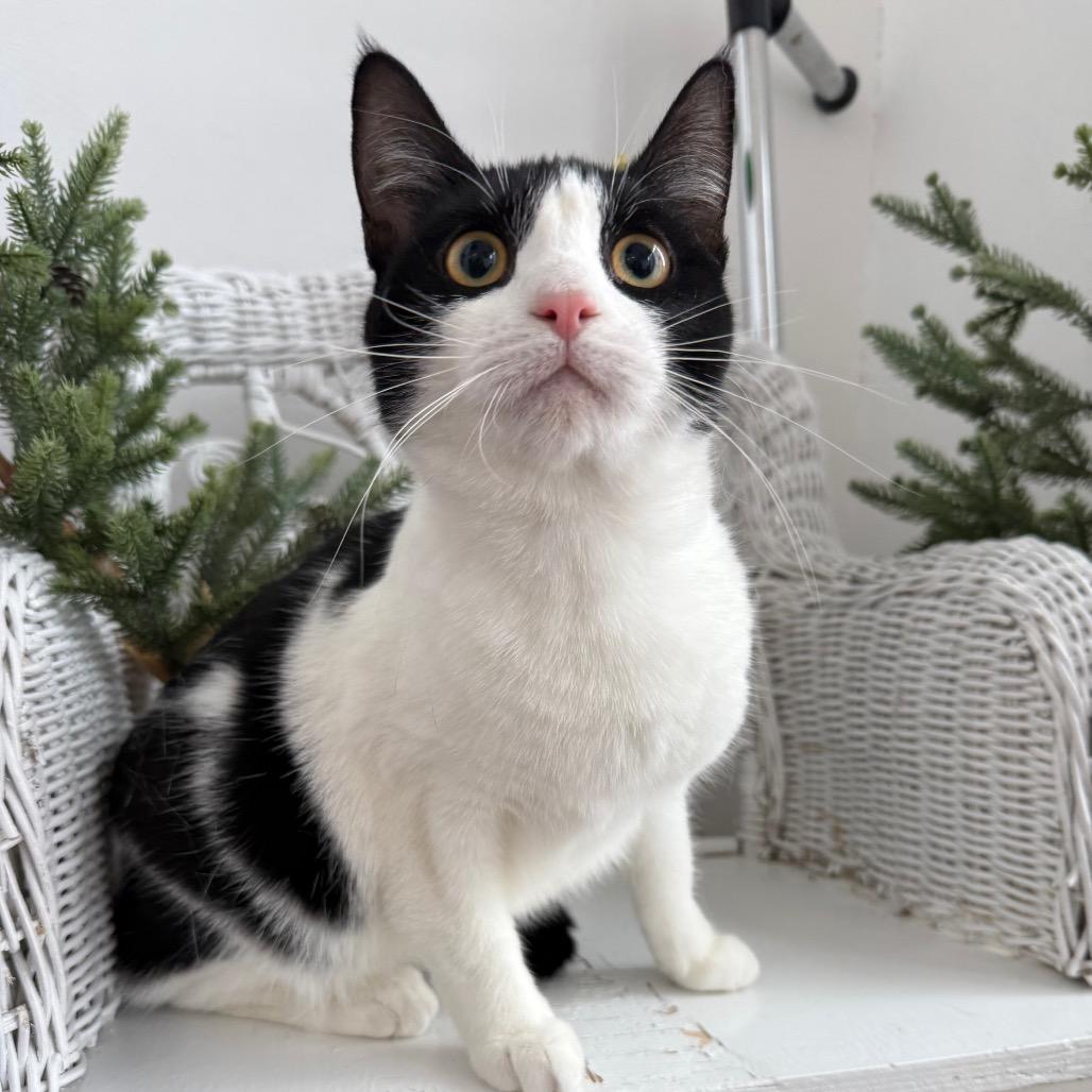 Enlarge Maybe Mabel 55659, a Adoptable Domestic Short Hair in Eaton Rapids, MI image 2/6