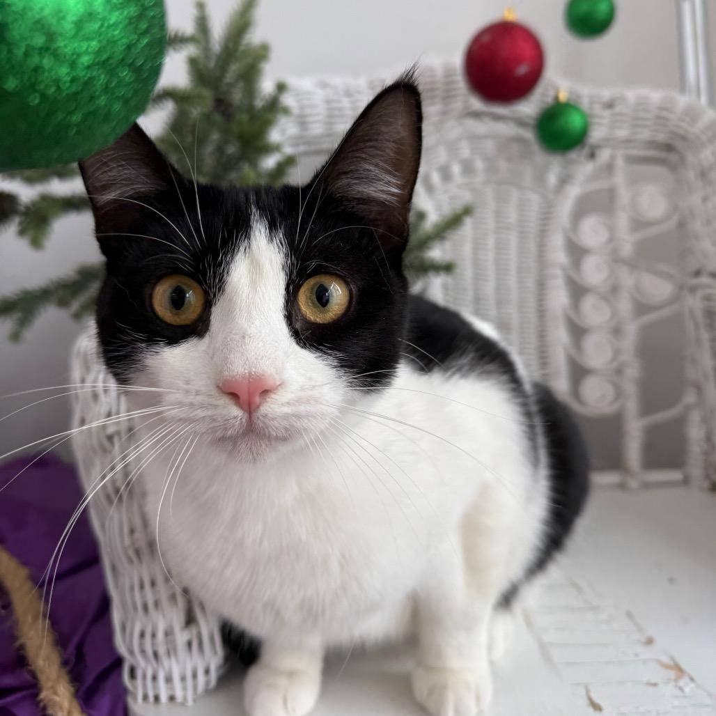 Enlarge Maybe Mabel 55659, a Adoptable Domestic Short Hair in Eaton Rapids, MI image 3/6