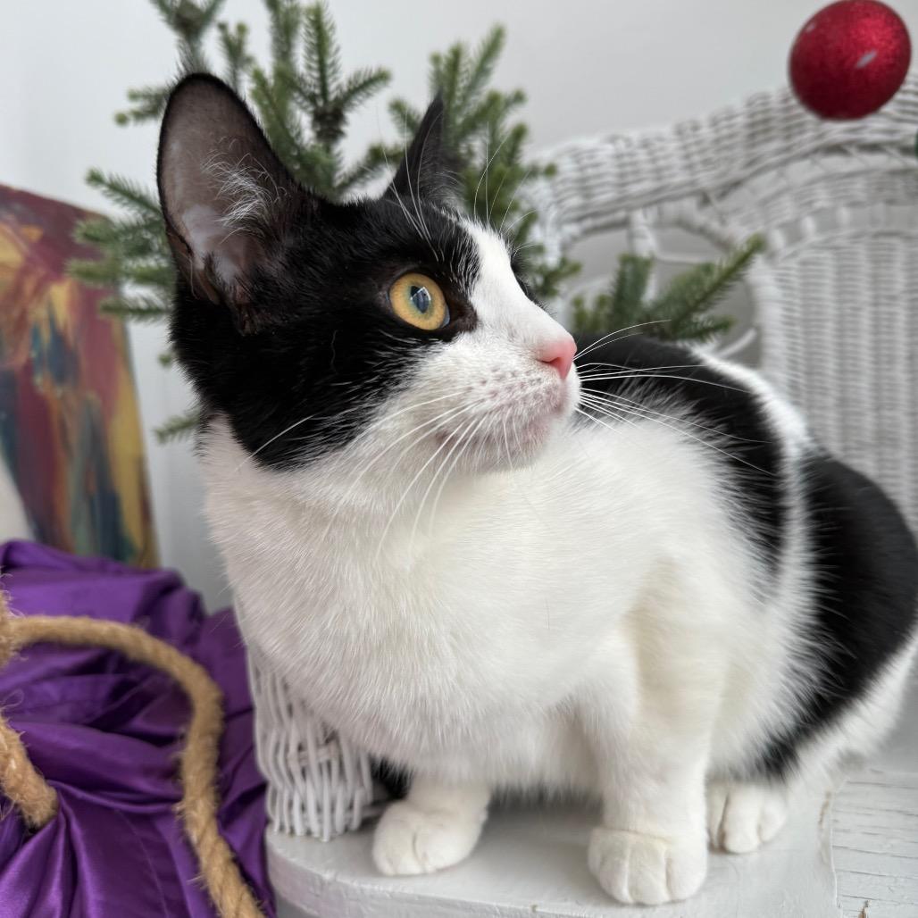 Enlarge Maybe Mabel 55659, a Adoptable Domestic Short Hair in Eaton Rapids, MI image 5/6