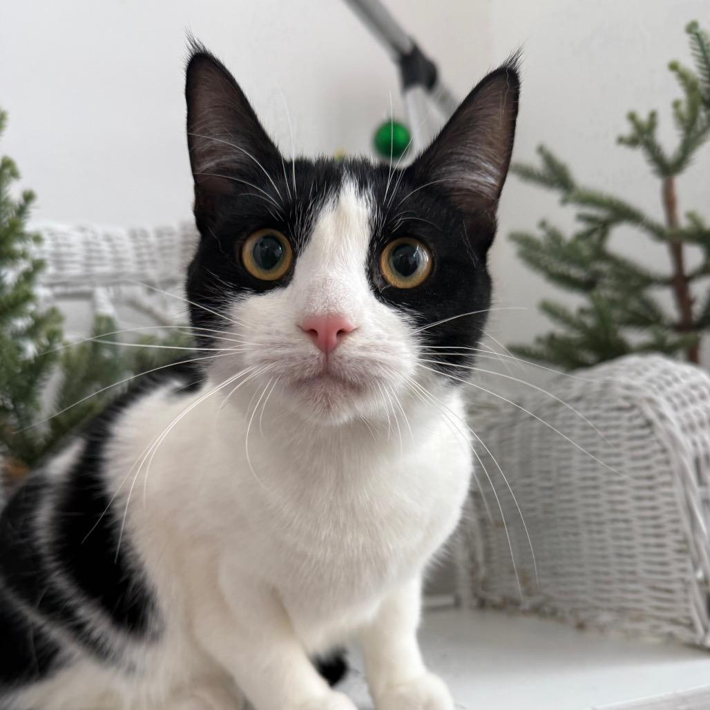 Enlarge Maybe Mabel 55659, a Adoptable Domestic Short Hair in Eaton Rapids, MI image 6/6