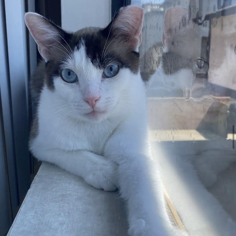 Prince, Adopted, Adult Male Snowshoe.