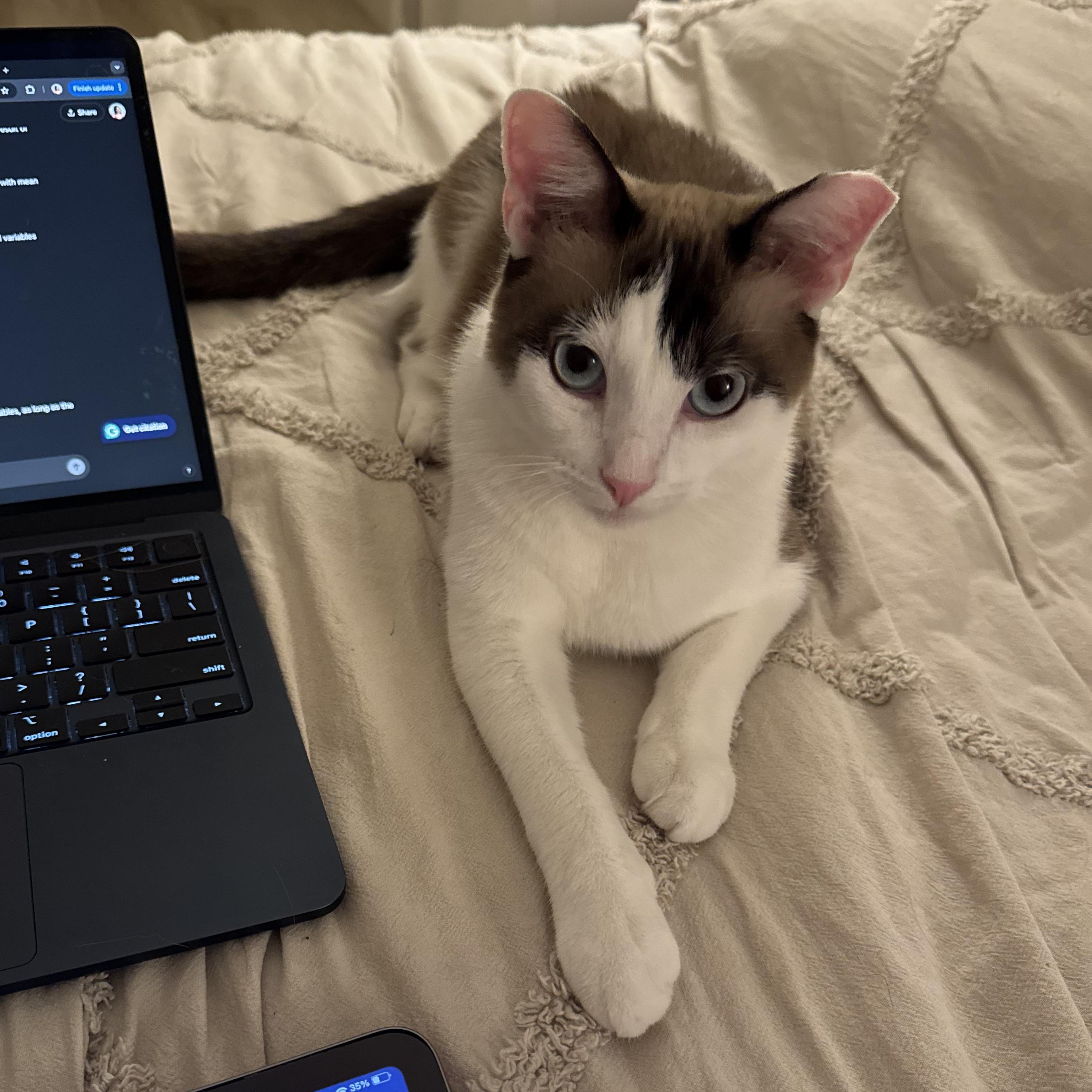 Enlarge Prince, a Adopted mixed breed in Monterey Park, CA image 3/4