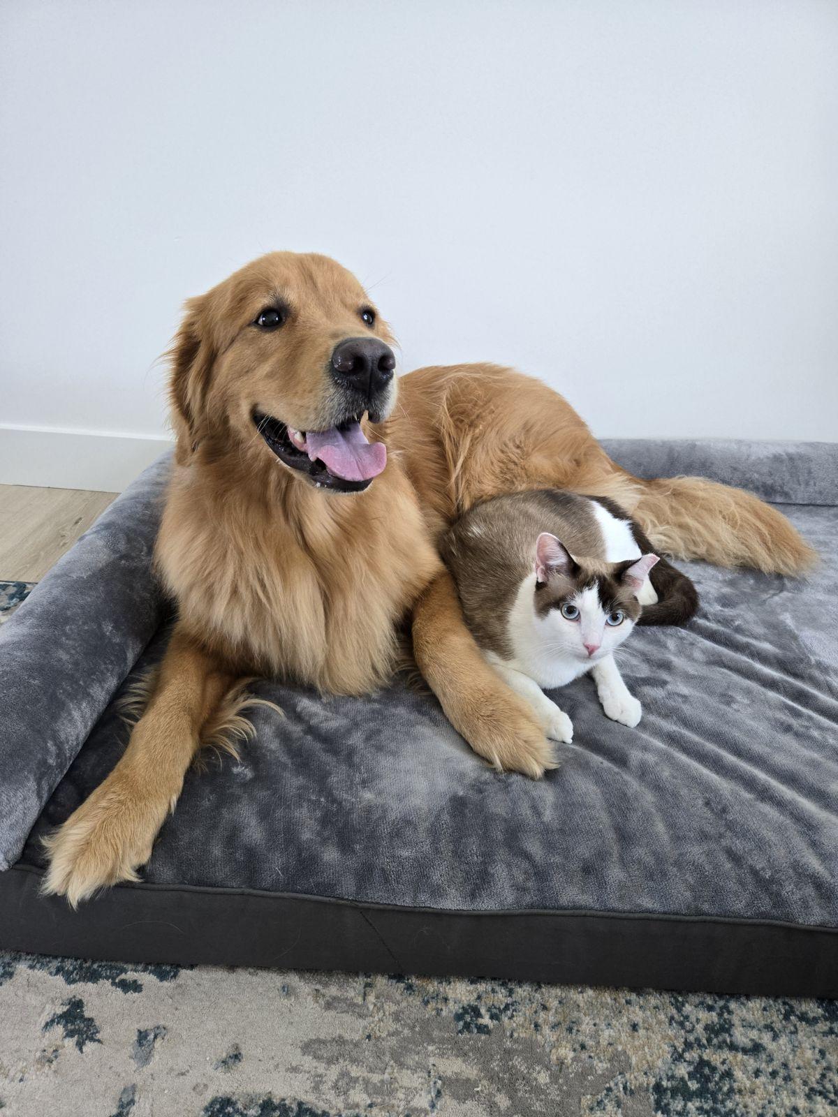 Enlarge Prince, a Adopted mixed breed in Monterey Park, CA image 4/4