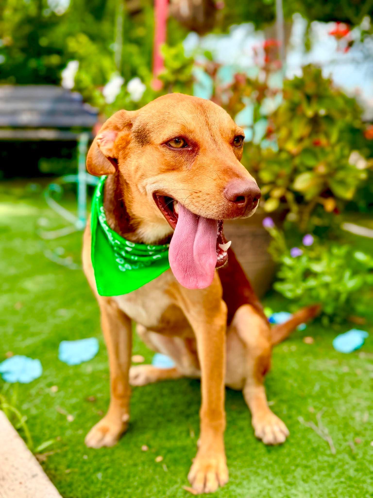 Enlarge Georgey, a Adoptable mixed breed in Falls Church, VA image 3/6
