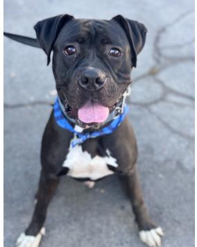 Enlarge Please foster or adopt me - I am Diesel, a Adoptable mixed breed in San Luis Obispo, CA image 2/5