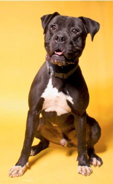 Enlarge Please foster or adopt me - I am Diesel, a Adoptable mixed breed in San Luis Obispo, CA image 3/5