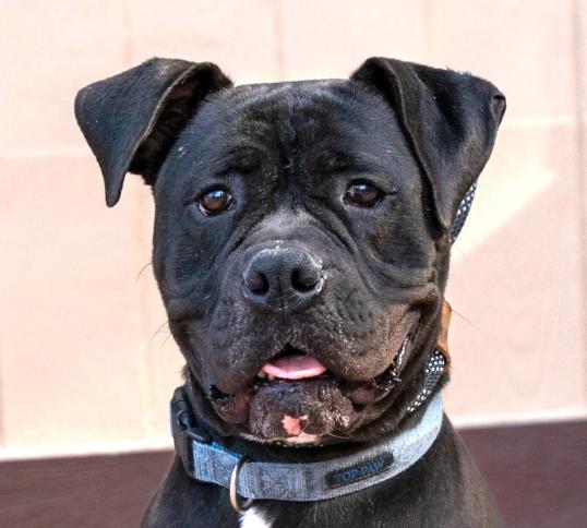 Please foster or adopt me - I am Diesel, Adoptable, Adult Male Boxer & American Staffordshire Terrier.