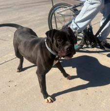 Enlarge Please foster or adopt me - I am Diesel, a Adoptable mixed breed in San Luis Obispo, CA image 4/5
