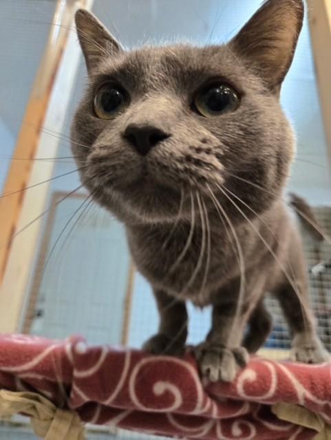 Enlarge Lizzy, a ADOPTABLE Domestic Short Hair in Chisholm, MN image 2/3