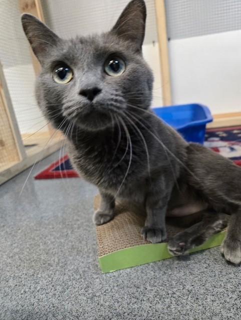 Enlarge Lizzy, a ADOPTABLE Domestic Short Hair in Chisholm, MN image 1/3