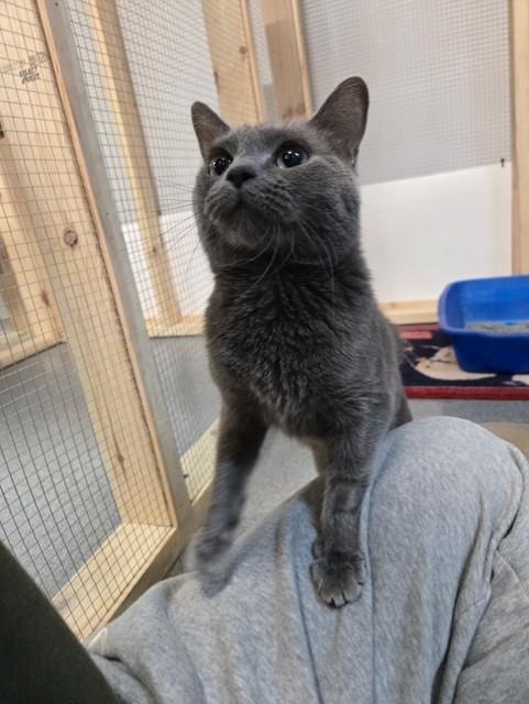 Enlarge Lizzy, a ADOPTABLE Domestic Short Hair in Chisholm, MN image 3/3