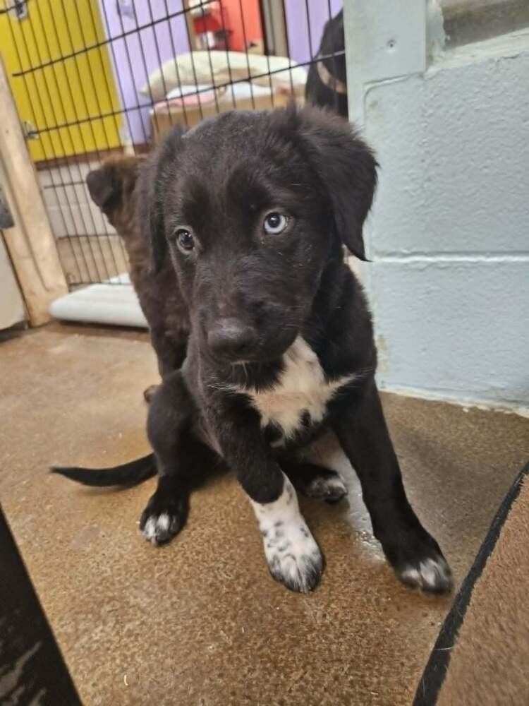 Iris, Adoptable, Puppy Female Australian Shepherd.