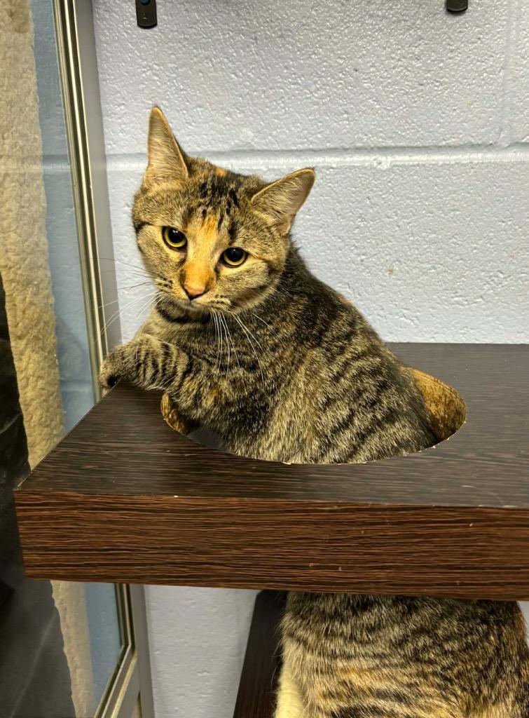 Corona, a Adopted mixed breed in Liverpool, NY image 2/2