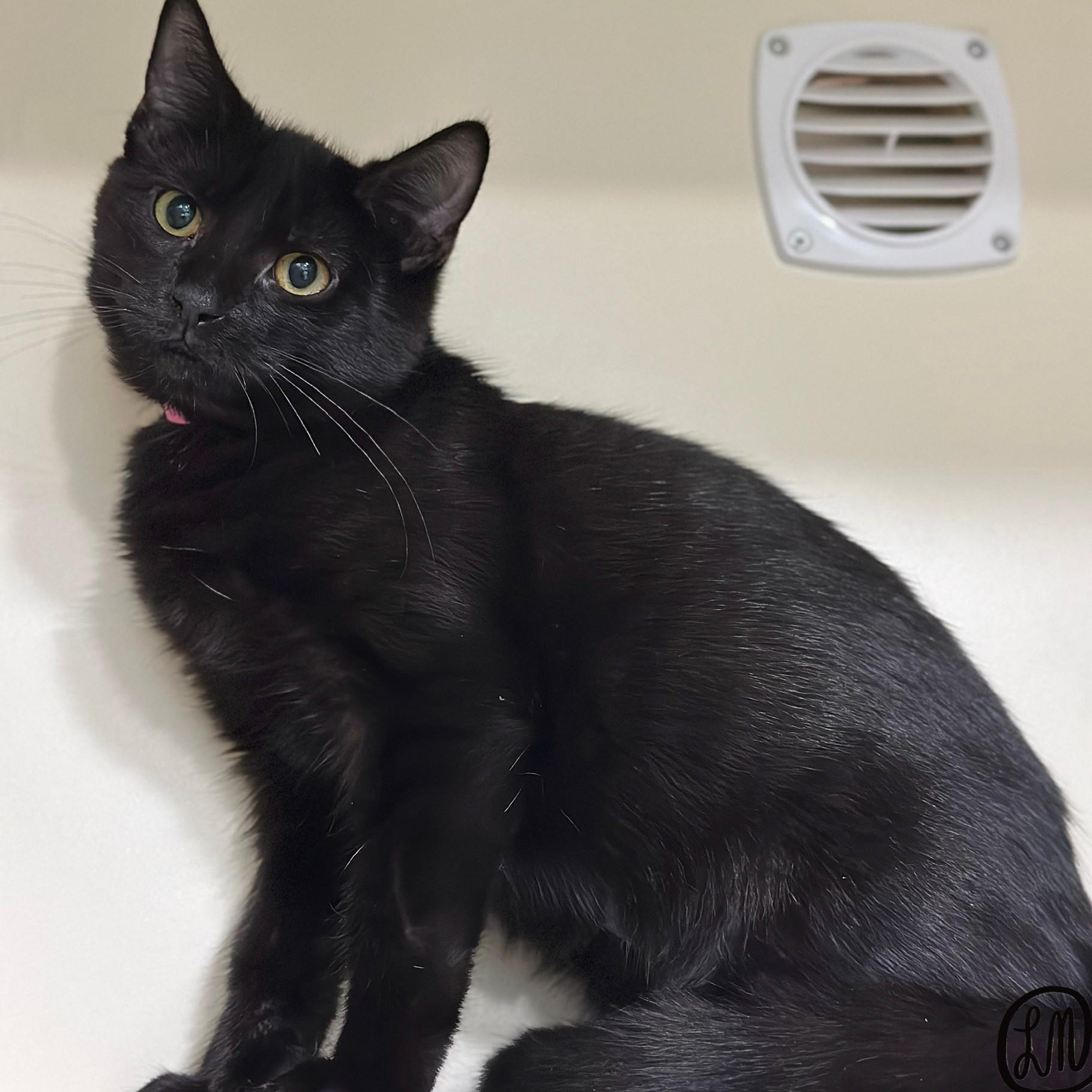 Enlarge Ophelia, a Adoptable Domestic Short Hair in Victor, NY image 4/6