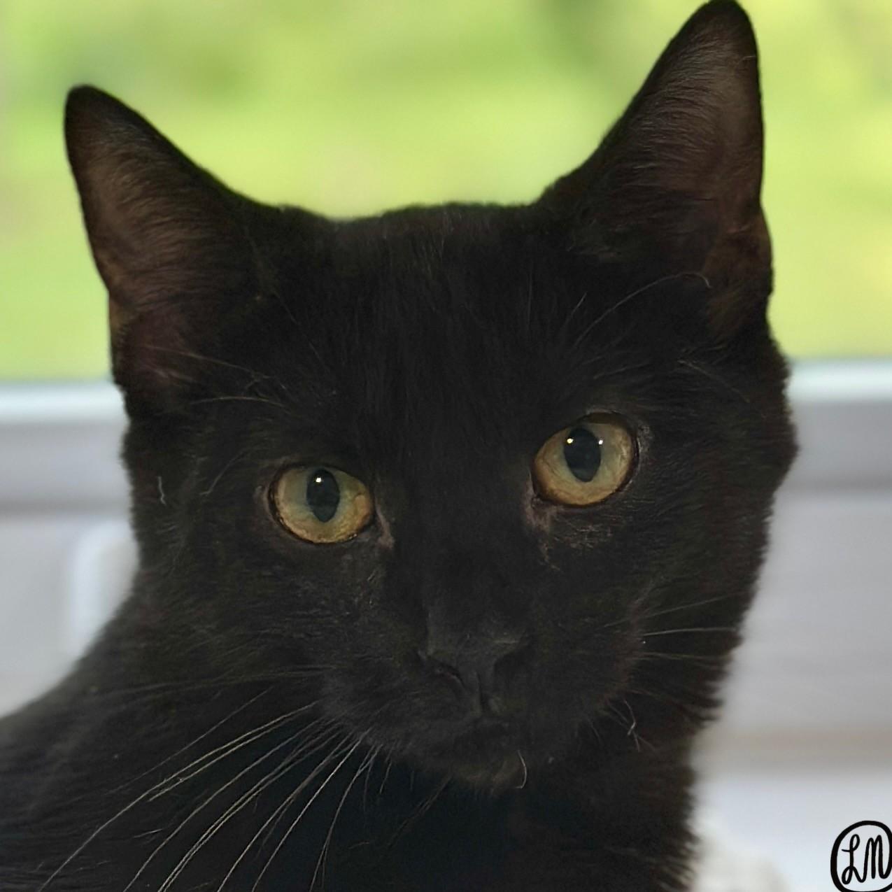 Ophelia, Adoptable, Kitten Female Domestic Short Hair.