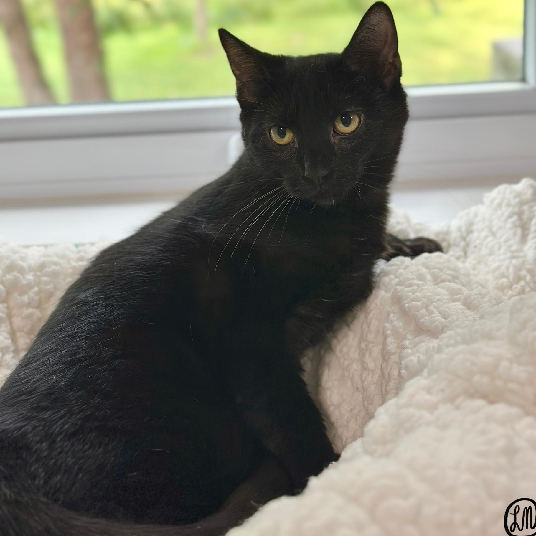 Enlarge Ophelia, a Adoptable Domestic Short Hair in Victor, NY image 6/6