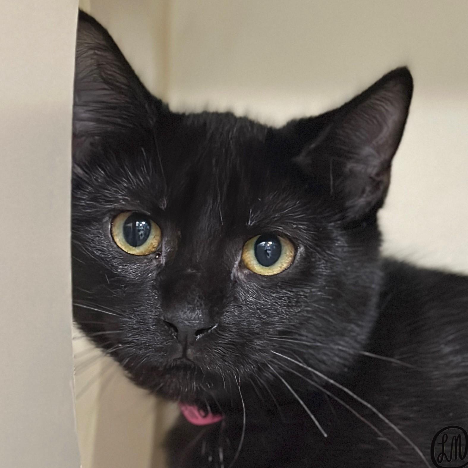 Enlarge Ophelia, a Adoptable Domestic Short Hair in Victor, NY image 2/6