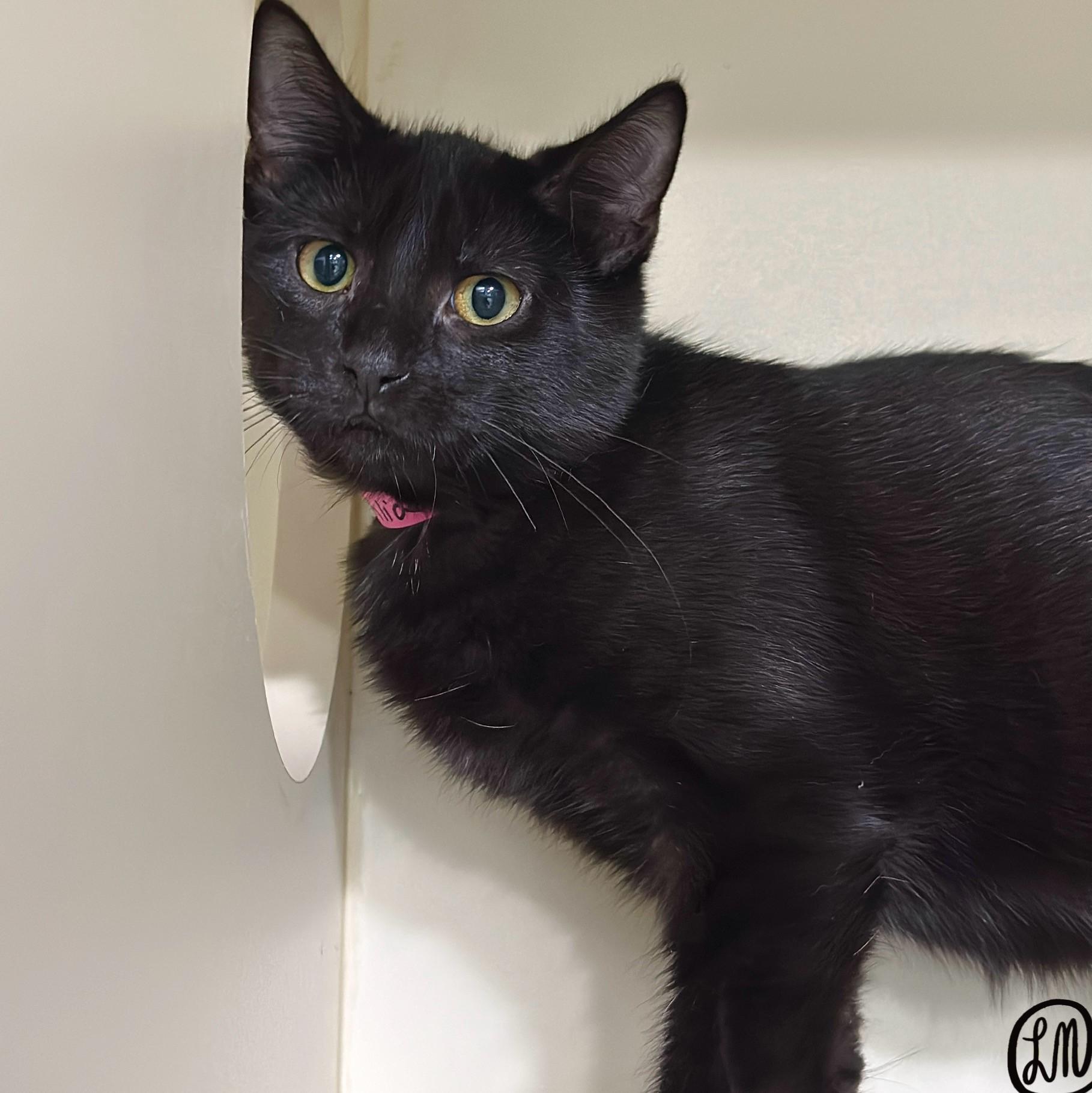 Enlarge Ophelia, a Adoptable Domestic Short Hair in Victor, NY image 3/6