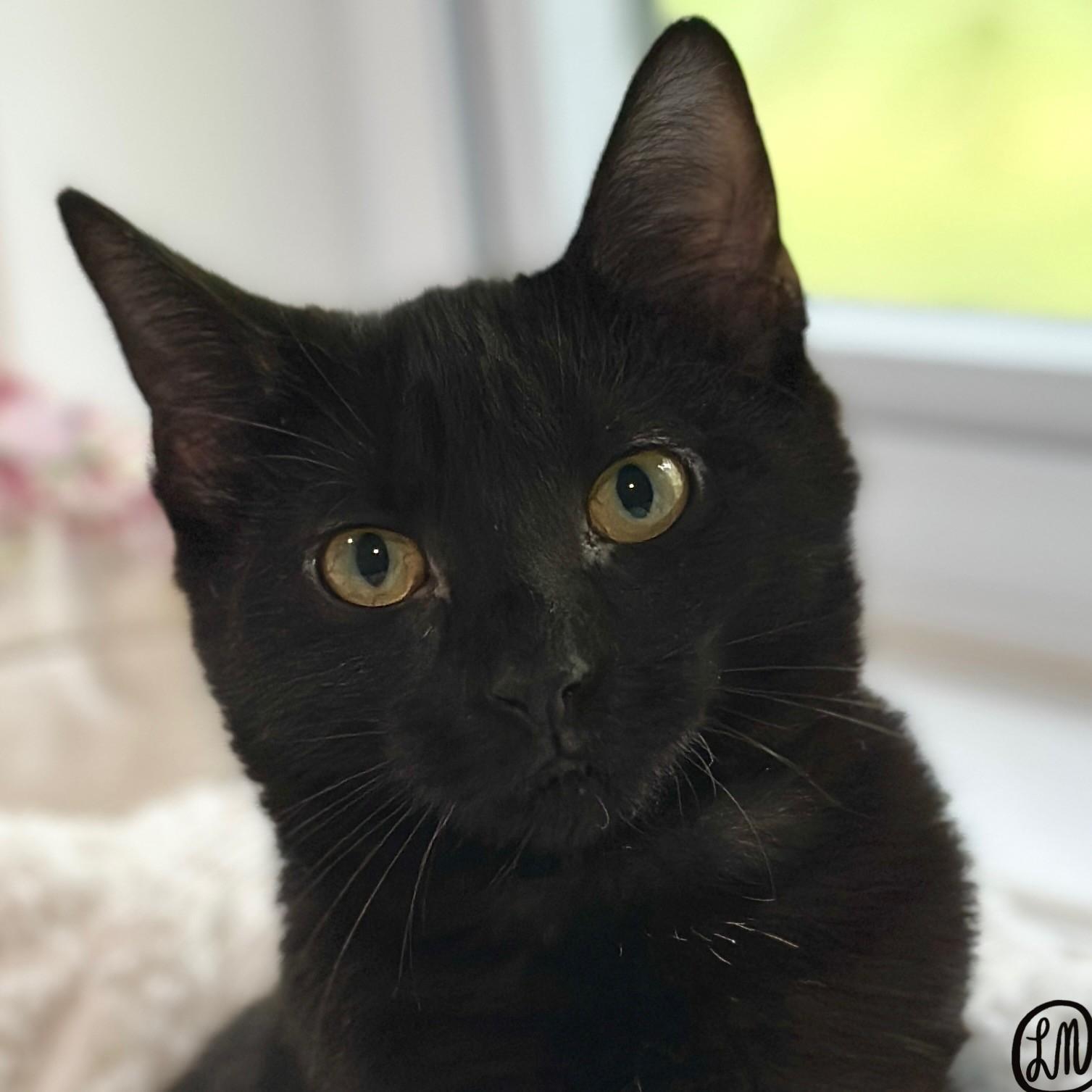 Enlarge Ophelia, a Adoptable Domestic Short Hair in Victor, NY image 5/6