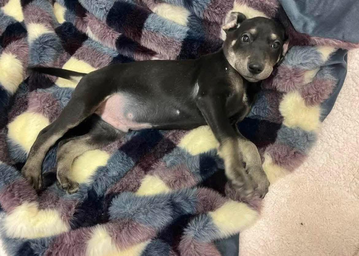 Larry, Adoptable, Young Male Labrador Retriever.
